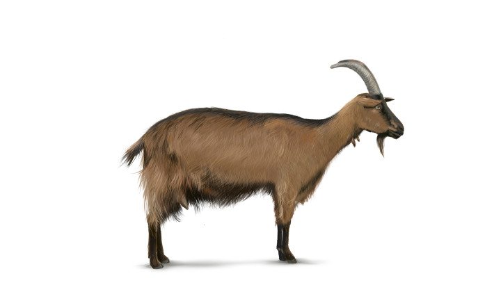 Steifelgeiss