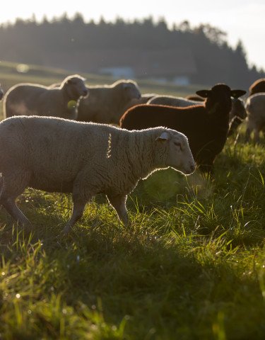 Schafe auf der Weide