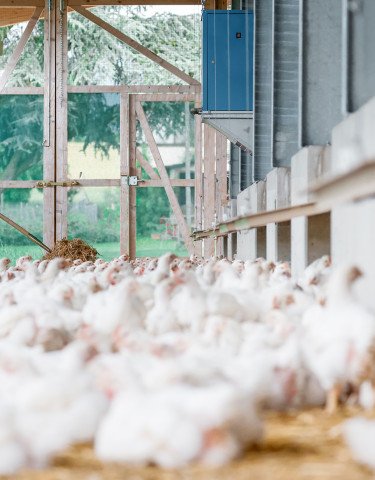 MuG Jahresserie Poulet Facts Figures