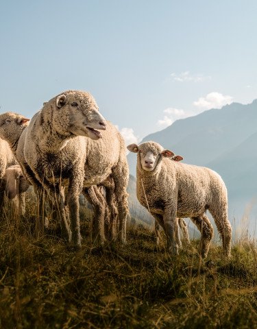 MuG Facts Figures Jahresserie Schaf