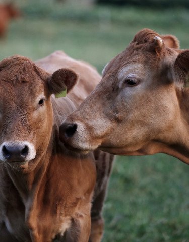 Rinder auf einer Weide